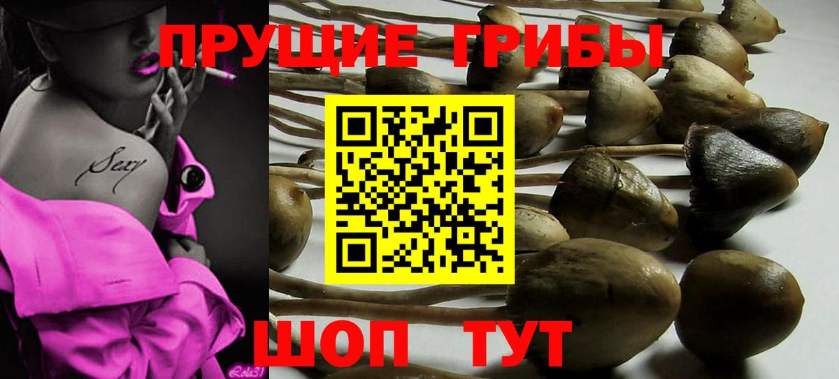 Вязьма  Галлюциногенные грибы Psilocybe  Вход с VPN 